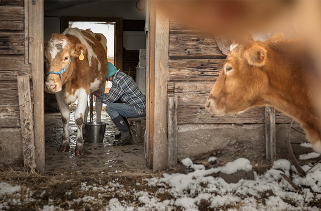 cow-milking